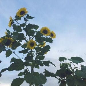 Meet your Posher, Hope